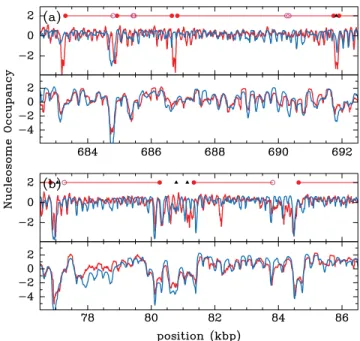 FIG. 1 (color online). Average (4554 yeast genes) in vivo (red, grey line) [3] and theoretical (blue, black line) nucleosome occupancy (log 2 ) profiles, and mean theoretical energy profile (blue, dashed line) plotted around (a) the TSS and (b) the TTS.