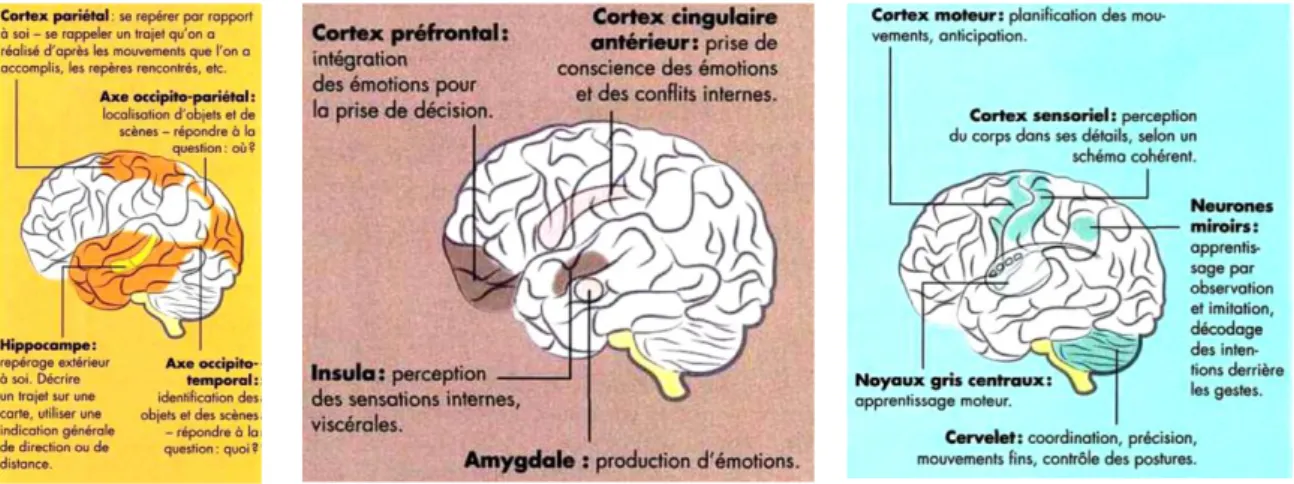 Fig.  B :  Les  intelligences  localisées  dans  le  cerveau.  De  gauche  à  droite  :  intelligence  visuelle-spatiale,  intrapersonnelle,  corporelle -kinesthésique