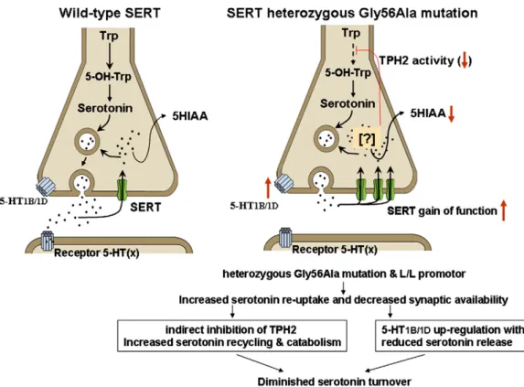 Fig. 3. Possible effects of increased SERT activity. The left side shows normal serotonin synthesis and release followed by serotonin transporter (SERT) mediated re-uptake into the pre-synaptic terminal where either recycling into vesicles or catabolism to