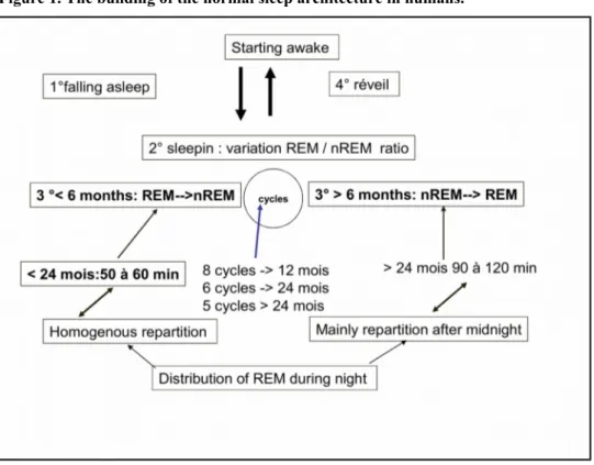 Figure 1. The building of the normal sleep architecture in humans.