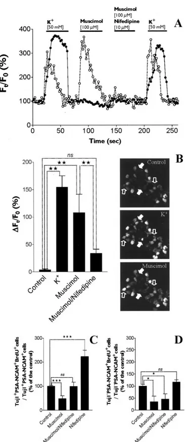 Figure 9. GABA A R activation inhibits the proliferation of Tuj1 ⫹ /PSA-NCAM ⫹ progenitors by inducing a rise of intracellular calcium concentration