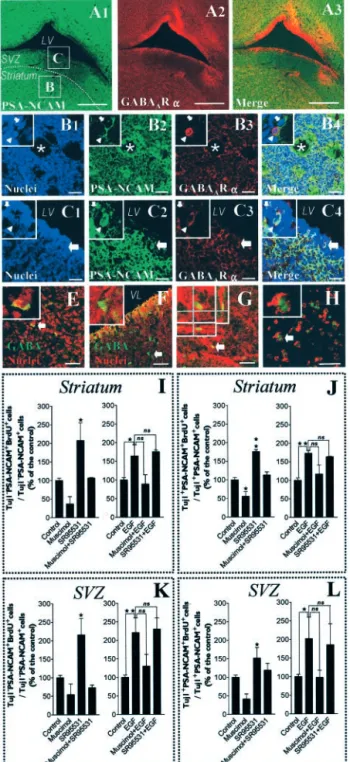 Figure 10. GABA A R expression and activation in brain slices: the activation of GABA A R inhib- inhib-its the proliferation of PSA-NCAM ⫹ cells in the postnatal striatum and adjacent SVZ