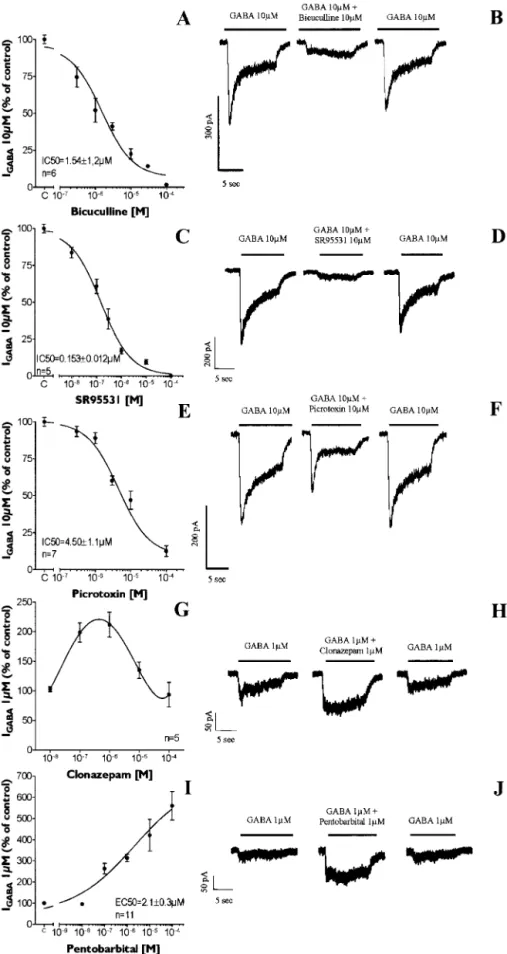Figure 4. Pharmacological characterization of GABA A R expressed by PSA-NCAM ⫹ progenitors
