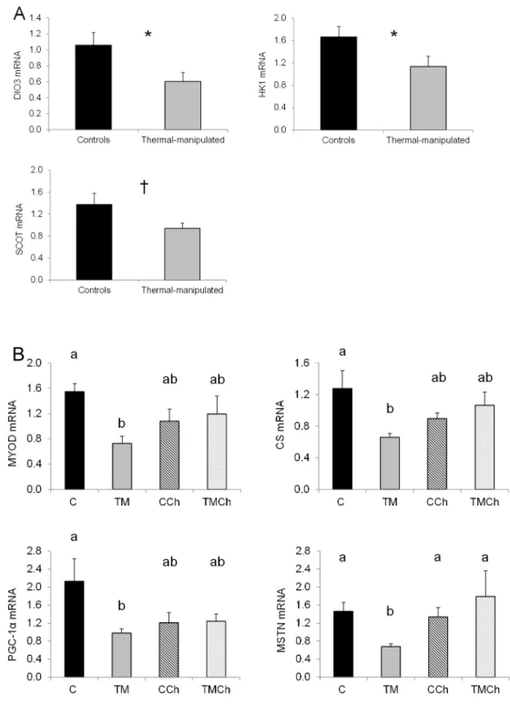 Figure 1. Levels of mRNA of genes affected by thermal manipulation during embryogenesis in the Pectoralis major muscle of broiler chickens at d 34