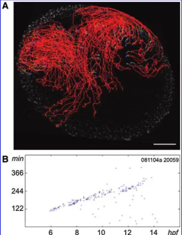 FIG. 8. Automated cell lineage reconstruction and cell cycle length analysis in the presumptive zebrafish brain