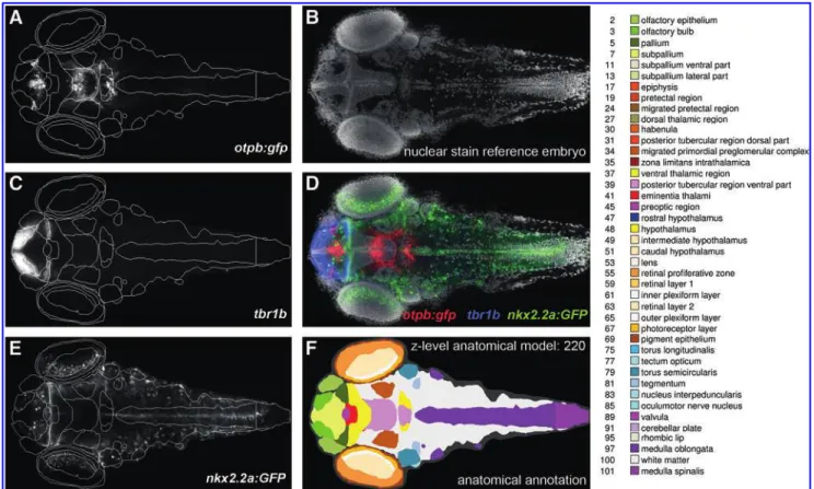FIG. 9. The Virtual Brain Explorer for Zebrafish (ViBE-Z) 63 provides a web-based interface to register 3D datasets recorded by a standardized procedure to an anatomical reference model