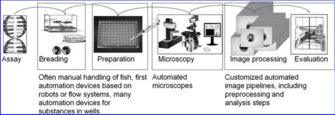 FIG. 1. A typical workflow for HTS with the zebrafish as a model organism (modified from Alshut et al