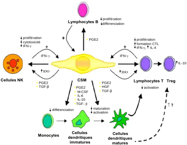 Figure 2 : Résumé des effets immunomodulateurs des CSM. CTL = Lymphocytes T cytotoxiques; HGF =