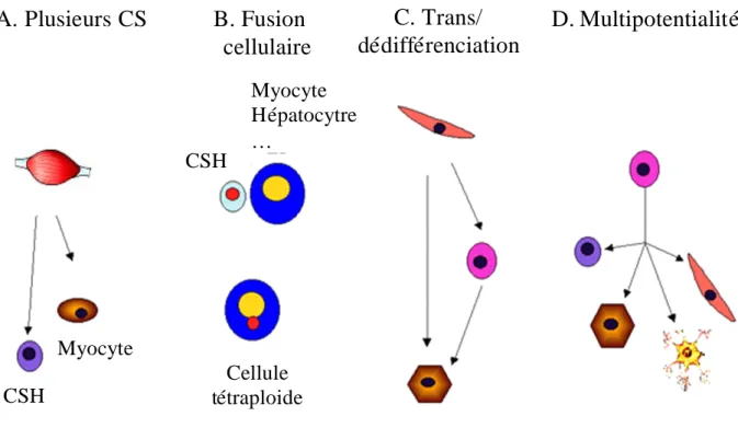 Figure 3 : Plasticité cellulaire : mécanismes possibles. Adapté de la figure de Verfaillie C