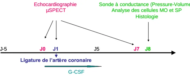 Figure 12 : Protocoles expérimentaux pour l’évaluation de la contribution du G-CSF à la réparation tissulaire cardiaque.