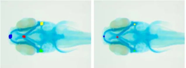 Fig. 4. Output of the best predictions in classification (left) and regression (right) methods for a same image, before evaluating the median.