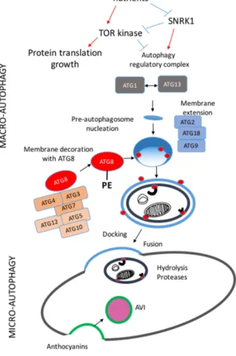 Figure 1. Schematic representation of macro-autophagy and micro-autophagy pathways in plants