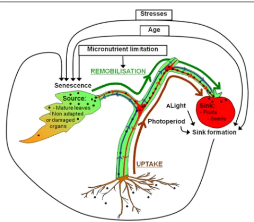 FIGURE 1 | Uptake and remobilization pathways involved in seed filling with emphasis on source-sink relationships