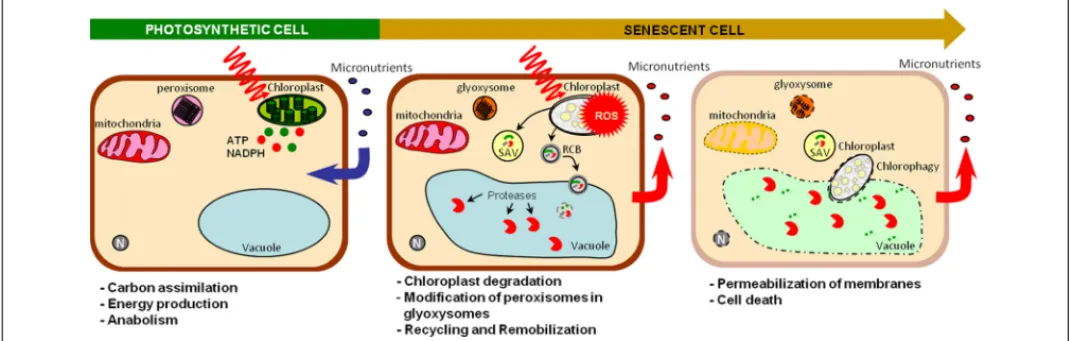 FIGURE 2 | Sink/source transition at the cellular level. Active photosynthetic cells perform carbon ﬁxation, energy production and anabolism and require micronutrients for these functions