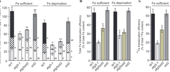 Fig. 3.  Distribution of total Fe content and Fe translocation to seeds are dramatically affected in atg5-1 and atg5sid2 mutants of Arabidopsis thaliana  (experiment 2)