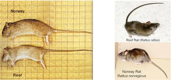 Figure 2-1. Ressemblance entre Rattus rattus et Rattus norvegicus (tiré de Alameda County Department of  Environmental Health, s.d