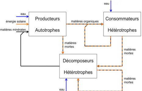 Figure 12.  Flux de matières et d’énergie dans les écosystèmes naturels (d’après Liwarska- Liwarska-Bizukojc &amp; al., 2009 et modifié)