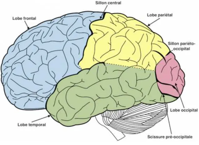 Fig 1 : Schéma des différentes zones présentes dans l’hémisphère gauche du cerveau humain