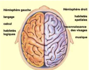Fig 2 : Schéma représentant les deux hémisphères du cerveau 