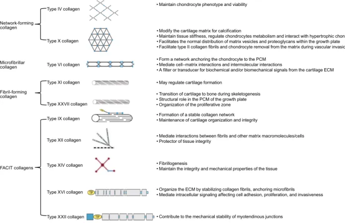 Figure 1. The schematic of minor collagens in articular cartilage. Reproduced with permission from Richard-Blum, S
