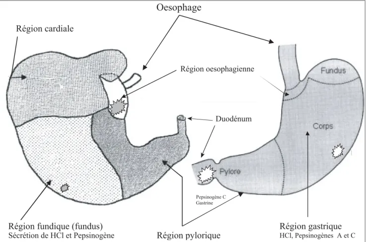 Figure 3 : Distribution comparée des ulcères gastriques (           ) en relation avec les sites classiques de sécrétion du pepsinogène chez l’homme (à droite) et le porc (à gauche).