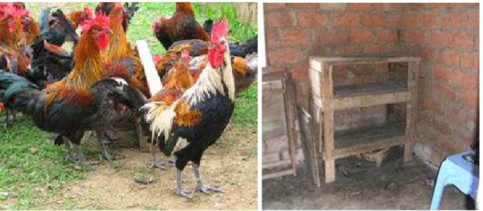 Figure 1: Poulets Ardennais au   Bas-Congo  
