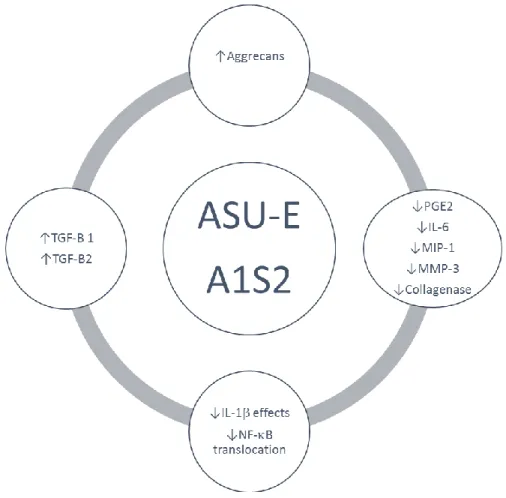 Figure 2. Representation of the effect of ASU-E (A1S2) on OA chondrocytes metabolism. 