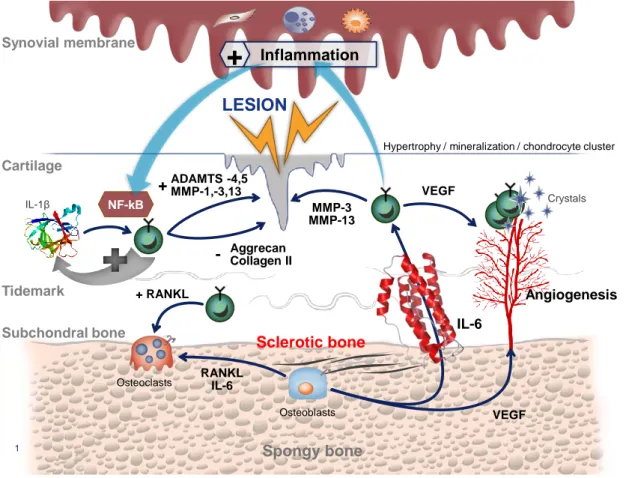 Figure  1.  Representation  of  the  OA  physiopathology.  MMP:  matrix  Metalloproteases; 