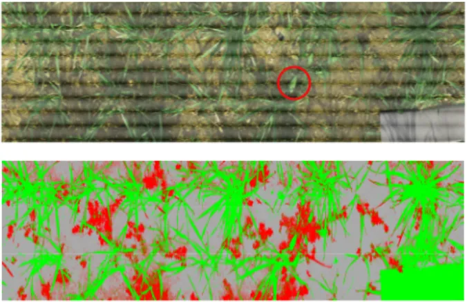 Figure 16 shows the image test and the classification results. We observe an excellent  discrimination between wheat and weeds whatever the local conditions of illumination  (shadow), with the exception of one type of weed (red circle) which was not presen