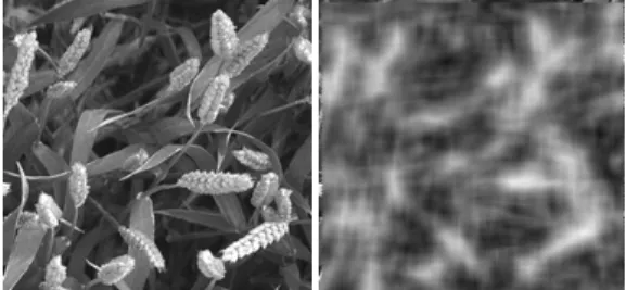 Fig. 6. Example of the textural functionF D  (right) for a given wheatear image (left)  3.1.3 Results and discussion 