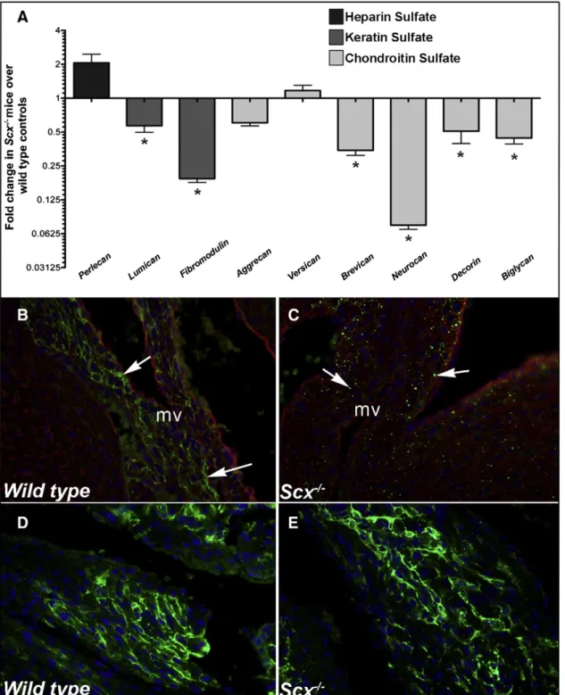 Fig. 1. Proteoglycan expression is reduced in atrioventricular canal regions isolated from post natal Scx −/− mice