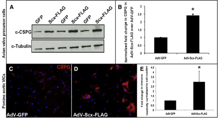 Fig. 2. Scleraxis overexpression in avian valve precursor cells and porcine valve interstitial cells promotes chondroitin sulfate proteoglycan expression