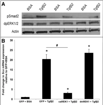 Fig. 4. MEK1 activation represses Tgfβ2-mediated Scx expression. (A) Western blot analysis to show phospho-Smad2 (pSmad) and diphosho-ERK1/2 (dpERK1/2) levels in avian valve precursor cell cultures treated with 200 pM Tgfβ2 for 30 min, compared to BSA vehi