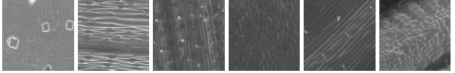 Fig. 2. The six classes of leaf texture images 