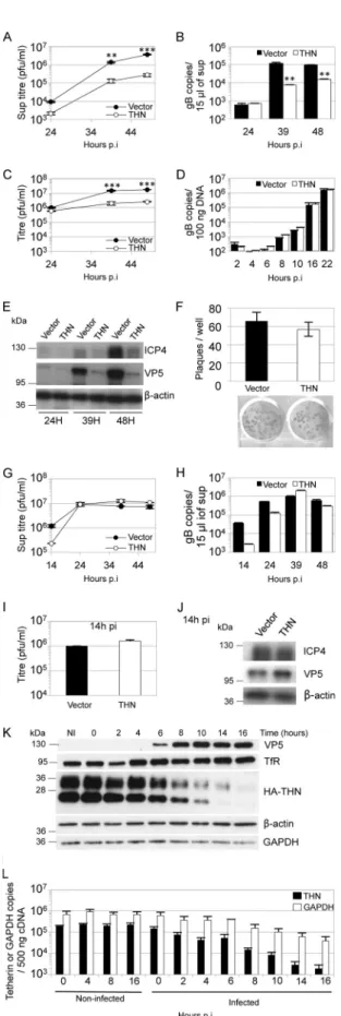 FIG 2 shRNA-mediated depletion of tetherin increases HSV-1 release. HeLa cells were transduced with HIV-1 vector encoding either of 2 tetherin-specific shRNAs or a shRNA targeting GFP (A to C)