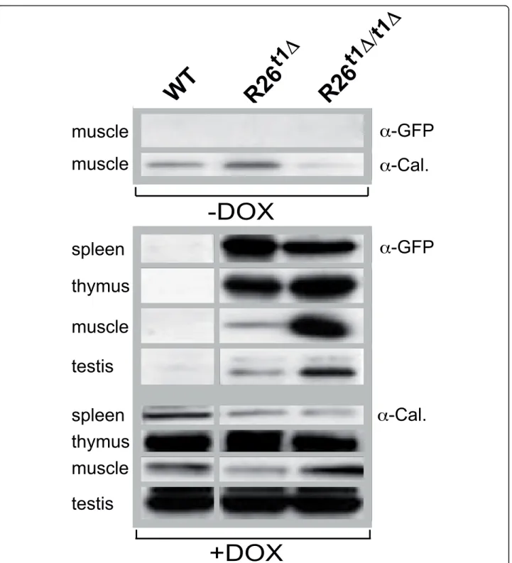 Figure 2 Expression of the GFP reporter gene in adult R26t 1Δ and homozygous R26 t1Δ/t1Δ mice