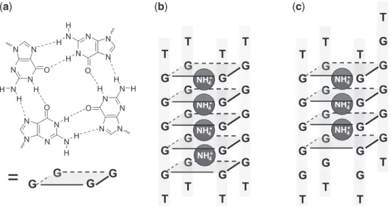 Figure 1. (a) Structure of a guanine quartet (or G-quartet), (b) the perfectly aligned tetramolecular G-quadruplex formed by the oligonucleotide dTG 5 T contains ﬁve G-quartets and four ammonium ions, (c) a tetramolecular G-quadruplex with one strand slipp