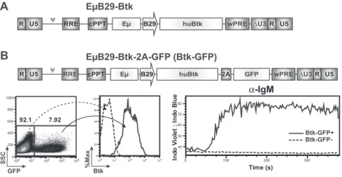 Figure 1. E ␮ B29-Btk-LV restores calcium flux in Btk-deficient B cells. (A) Schematic of the LV E ␮  B29-Btk used for all murine transplantation experiments.