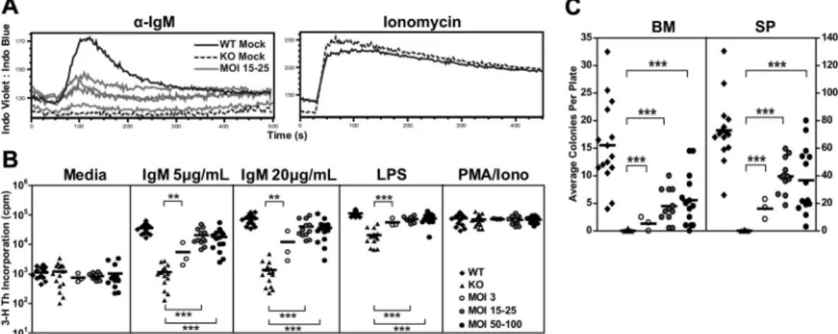 Figure 5. E ␮ B29-Btk gene therapy restores Btk-dependent BCR and mitogen signaling. BM and splenocytes cells were assessed using various functional assays at the time of harvest