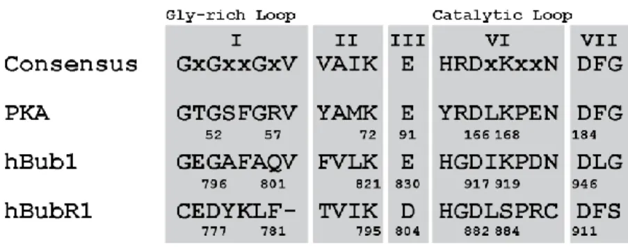 Figure 4 Critical sequence alignment of conserved motifs. 