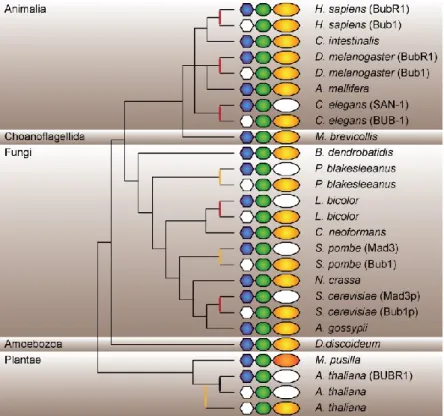 Figure 5 Parallel evolution of MADBUB paralogs. 
