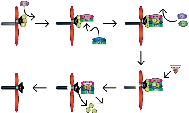 Figure 6 Model for KT-MT attachment stabilization. 
