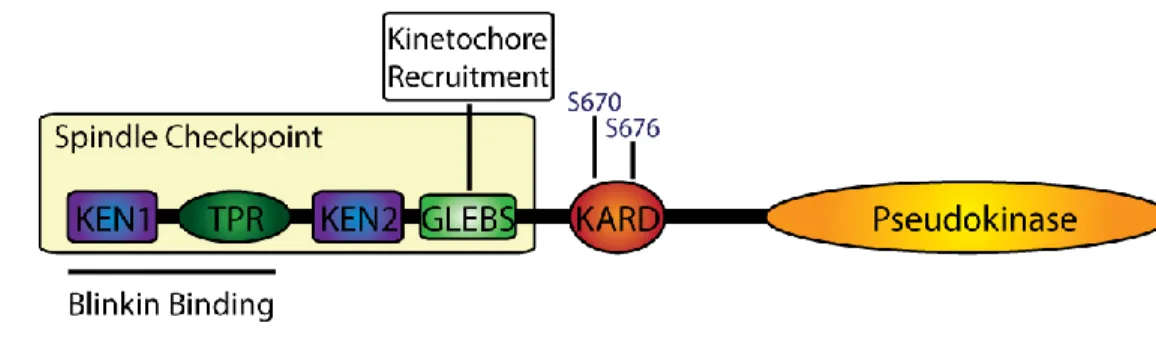 Figure 7 BubR1 domains.  