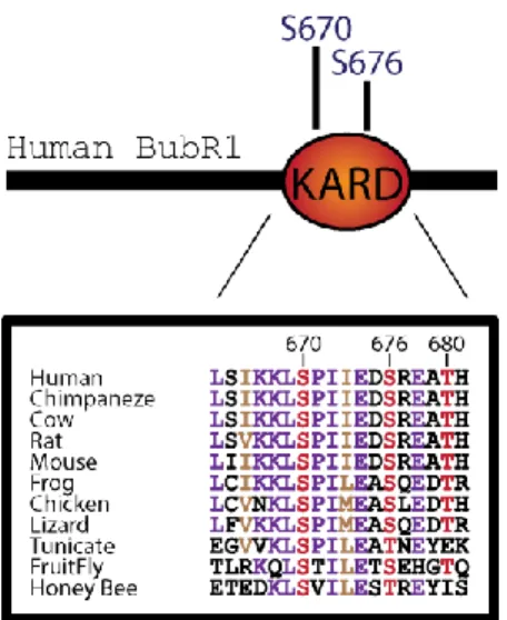 Figure 9 BubR1 evolutionary KARD domain conservation. 