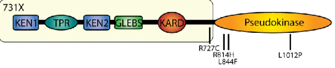 Figure 10 MVA Mutants. 