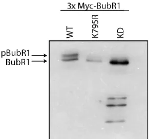 Figure 11 BubR1 conserved pseudokinase residue mutation.  