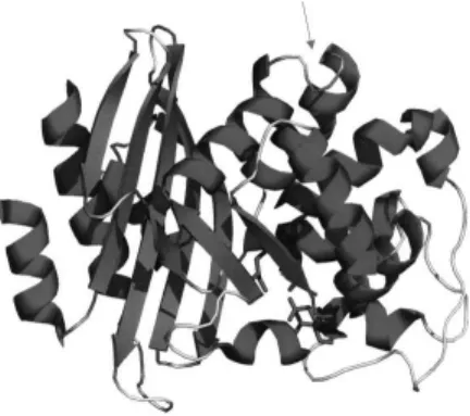 Figure 1. Ribbon diagram of the three-dimensional structure of the Bacillus licheniformis BlaP b-lactamase