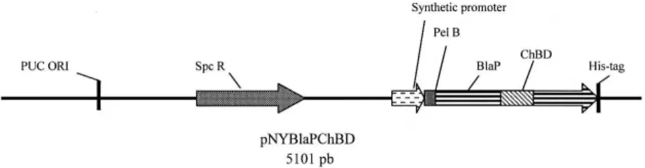 Figure 2. Plasmid pNYBlaPChBD encoding the amino acid sequence of BlaP interrupted by the ChBD gene
