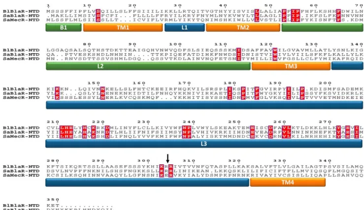 Table 1. Induction of BlaPb-lactamase of the BlaR1 L3 loop mutants.