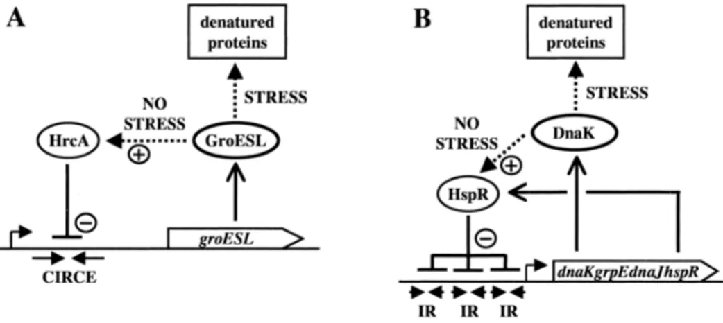 Figure 1-2. Titration models for homeostatic control of chaperone expression. 